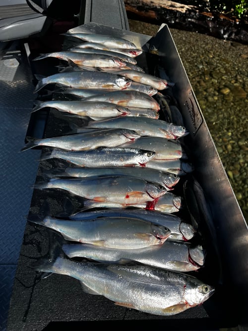 Family Friendly Kokanee  Fishing