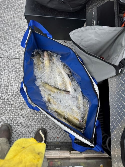 Walleye Fishing