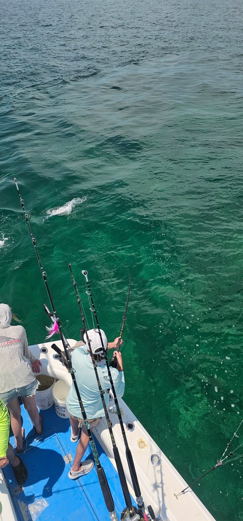 Shark / Great Barracuda 