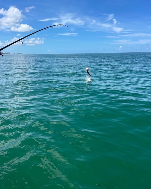 Tarpon Trip Naples to Sanibel