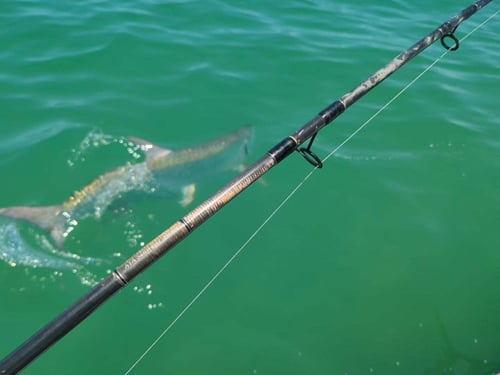 Tarpon Trip Naples to Sanibel
