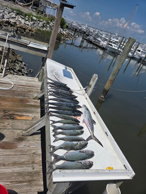 Nearshore Fishing Trip