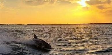 Dolphin Tour- 2-4 Hours