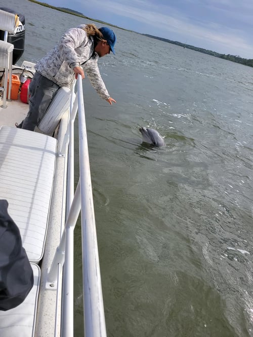 Dolphin Tour- 2 Hours