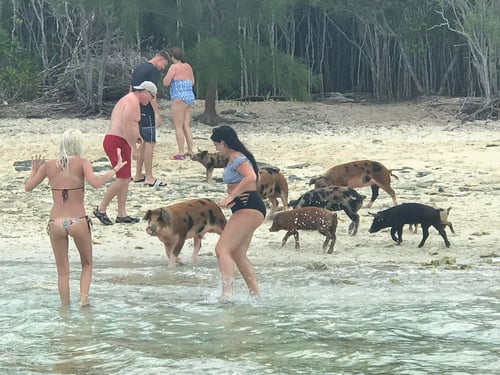 Swimming Pigs Adventure