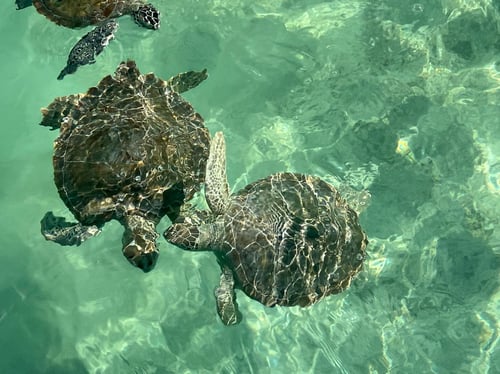 Swim With The Turtles