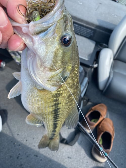 Lake Hartwell Fishing Trip