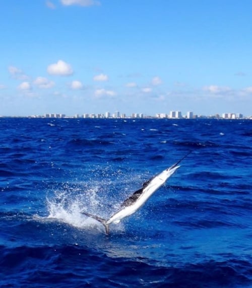 4-8 Hour Offshore Trip