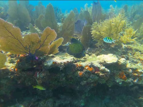 Sandbar & Snorkel - Still Dream