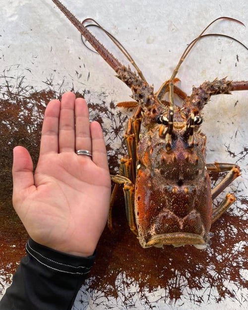 Lobstering Trip