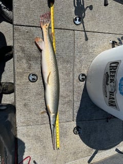 Trophy Gar Fishing Trips