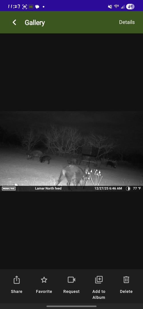 South Texas Thermal Hog Hunt