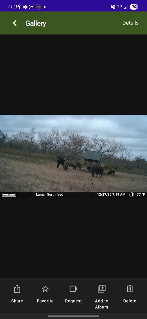 South Texas Thermal Hog Hunt