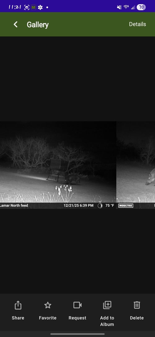 South Texas Thermal Hog Hunt