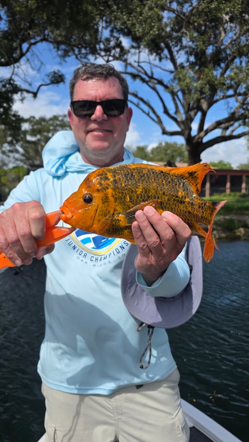 Miami Peacock (4-8HR)