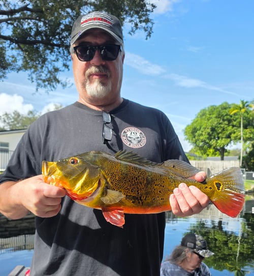 Miami Peacock (4-8HR)