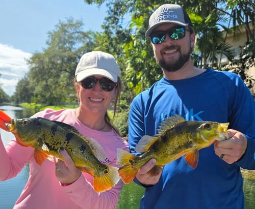Miami Peacock (4-8HR)