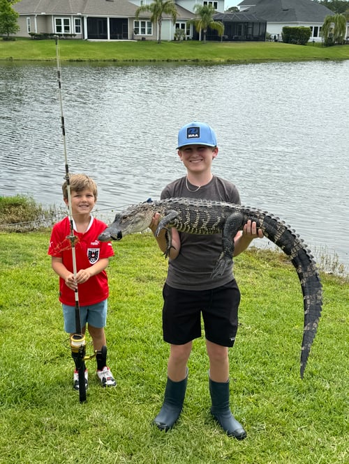 Live Capture Alligator Hunt
