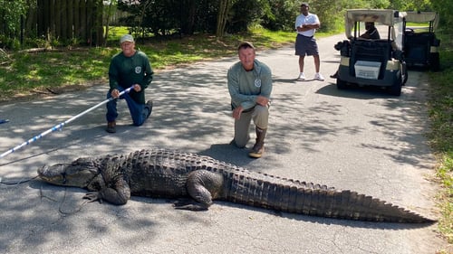 Live Capture Alligator Hunt
