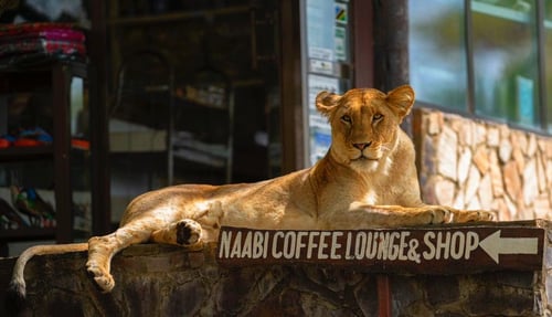 Serengeti Birding Experience