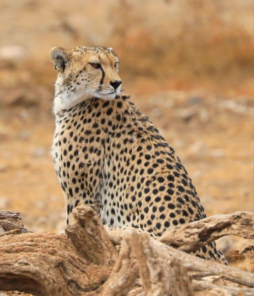 Serengeti Birding Experience