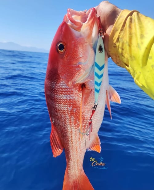 Slow-Pitch Jigging & Deep Drop