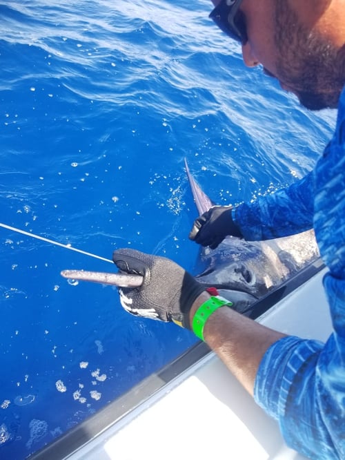 Offshore Trolling & Live Bait 