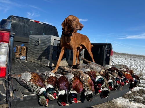Kansas Upland Bird Hunting