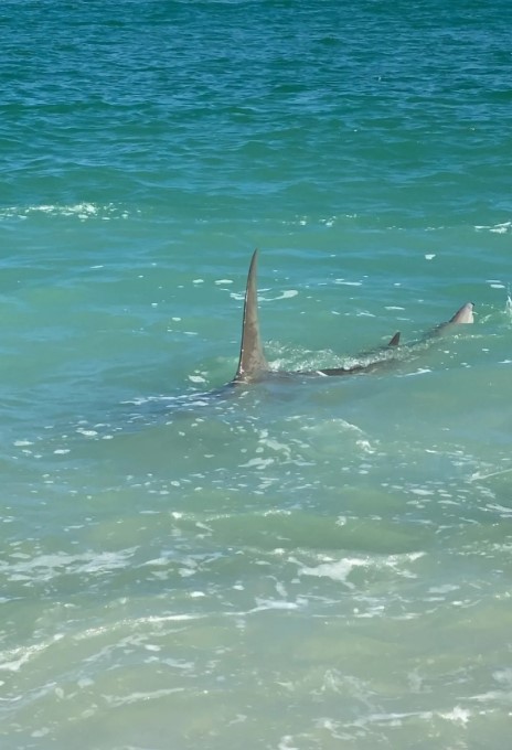 12-Hour Xtreme Shark Charter!