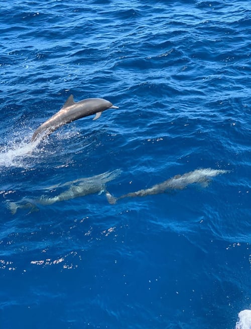 Fullday Offshore Deepfishing