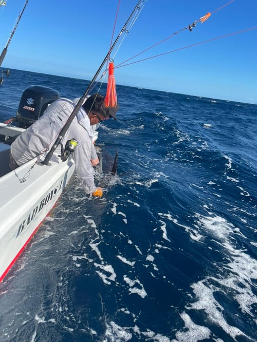 Fullday Offshore Deepfishing
