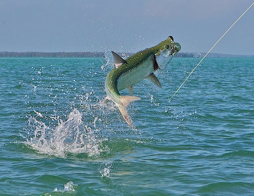 Summerland Key Tarpon Fishing
