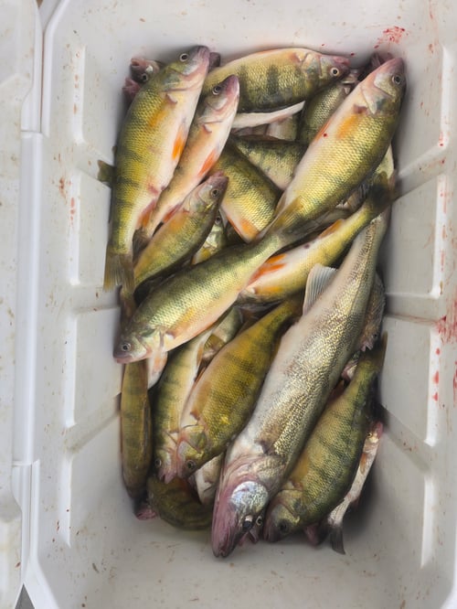 5hr PERCH FISHIN'