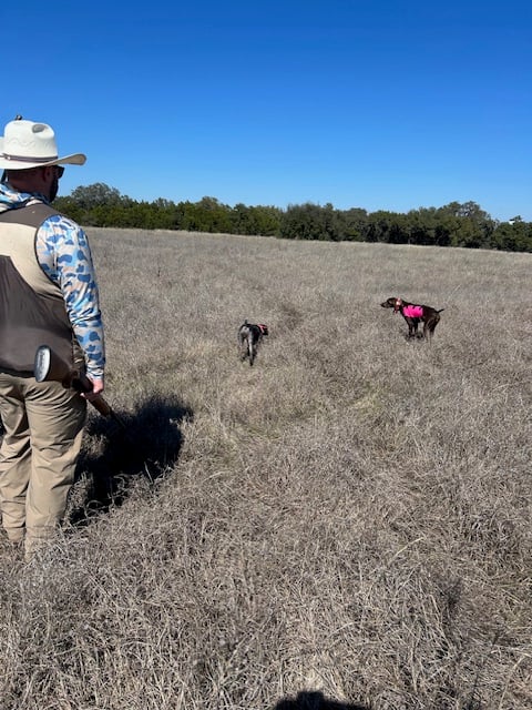 Central Texas Quail Hunt 