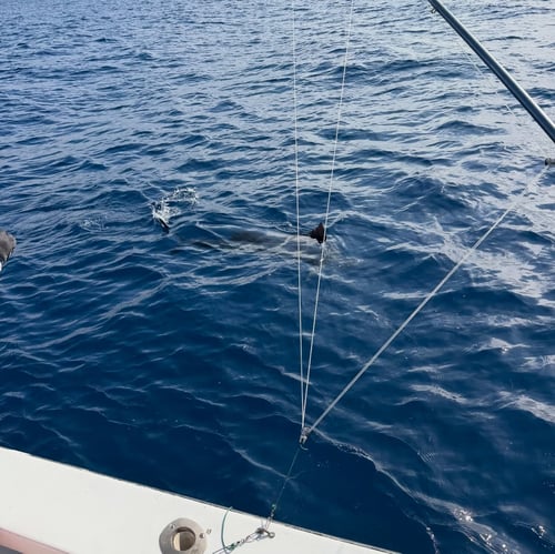 4-10 Hour Offshore Trips