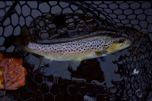 Guided Fly Fishing Trip