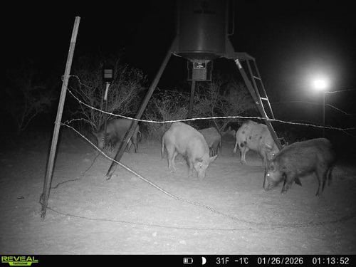 Roma TX Hog Hunts