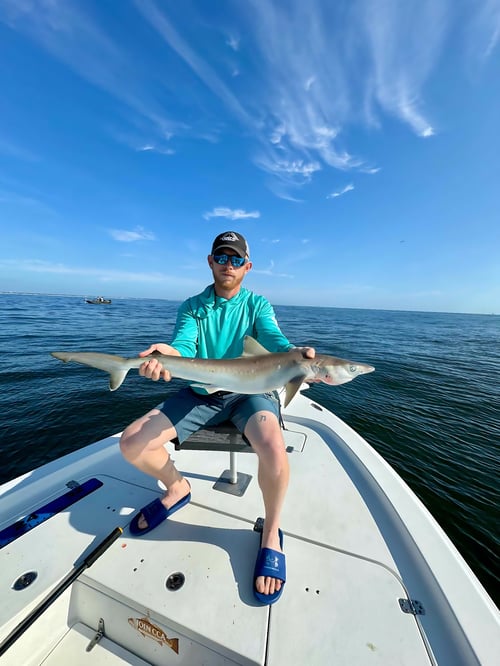 Shark Fishing Charter - 4 Hours