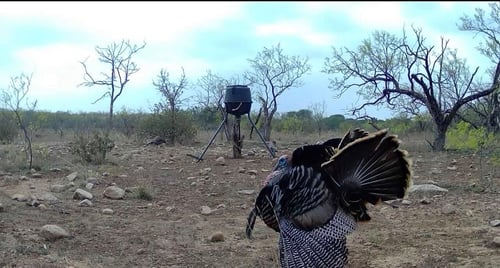 Self Guided Turkey Hunts