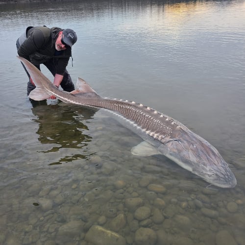 Fraser River Sturgeon Trips