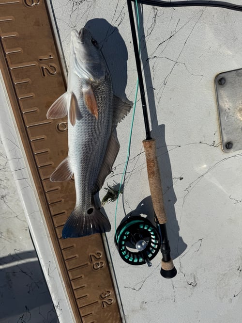 4 Hour Inshore