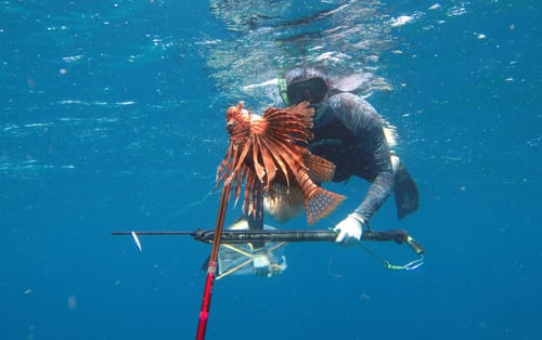 Spearfishing Barbados
