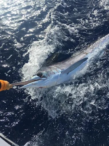 Offshore Sportfishing Experience 