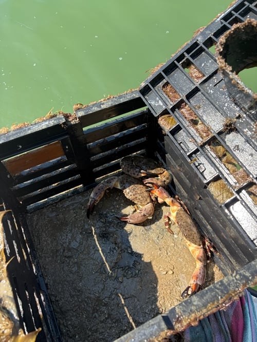 Matlacha Crabbing