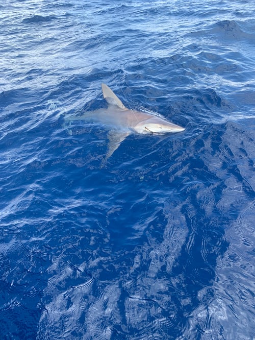 Shark Hunt