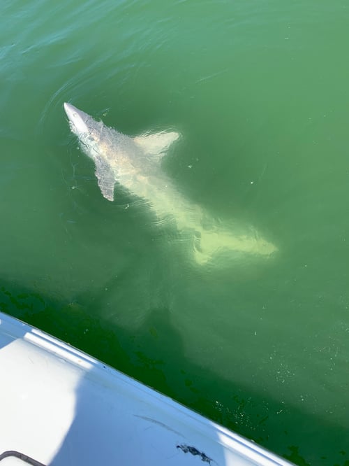 Shark Hunt