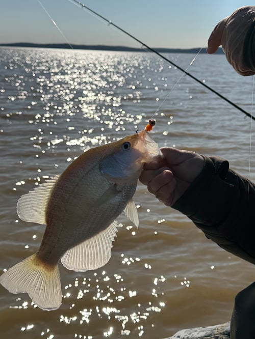 North Mississippi Crappie