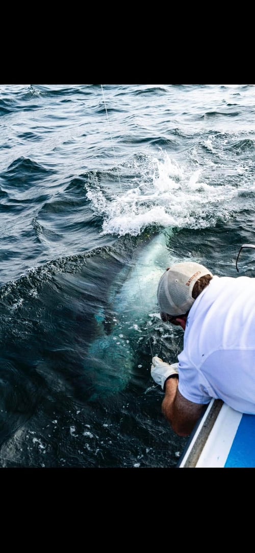 Giant Bluefin Tuna Fishing