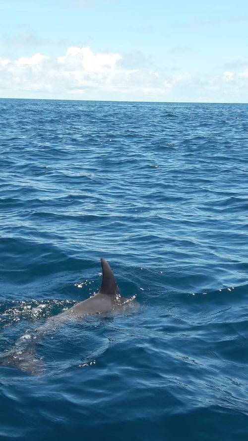 Jet Ski Tours - Dolphin Sighting