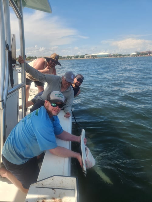 Dolphin Tour
